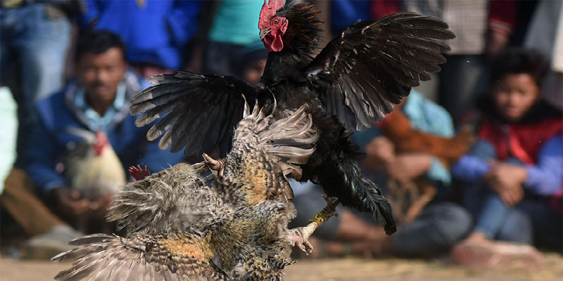 Tìm hiểu trang đá gà uy tín 