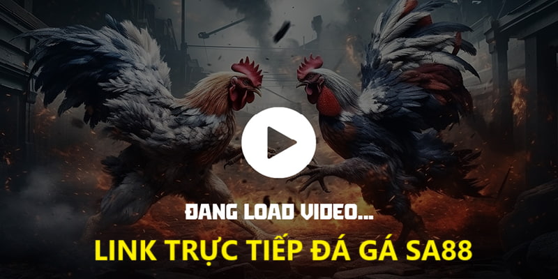 Trực tiếp đá gà tại nhà cái SA88